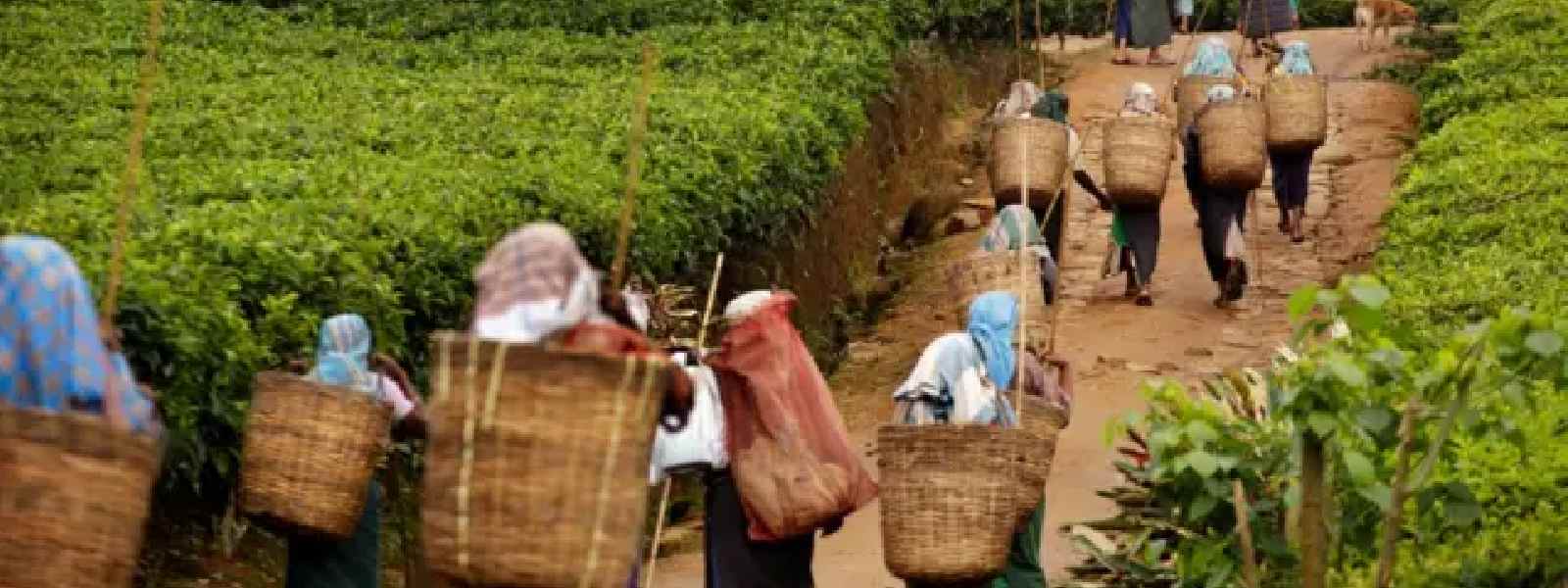 වැටුප් ඉහළ නැංවීමට වතු හිමියන්ට මාසයක කාලයක්